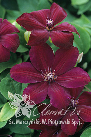 Клематис гибридный Вестерплат